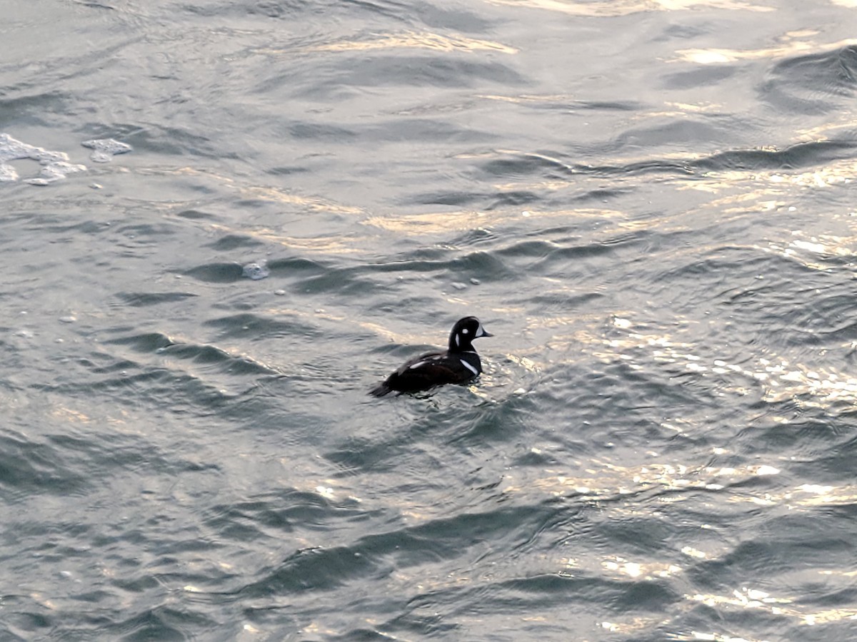 Harlequin Duck - ML405462861