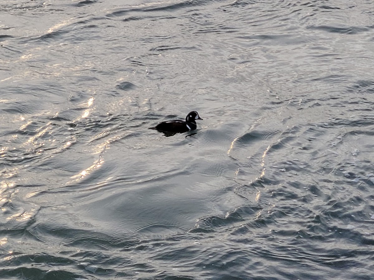 Harlequin Duck - ML405462971