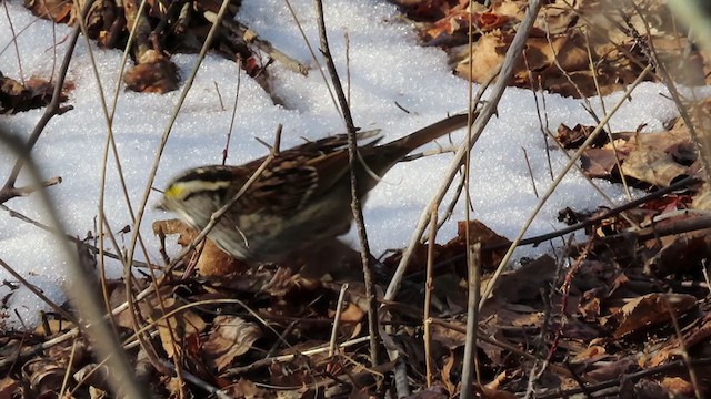 White-throated Sparrow - ML405463681