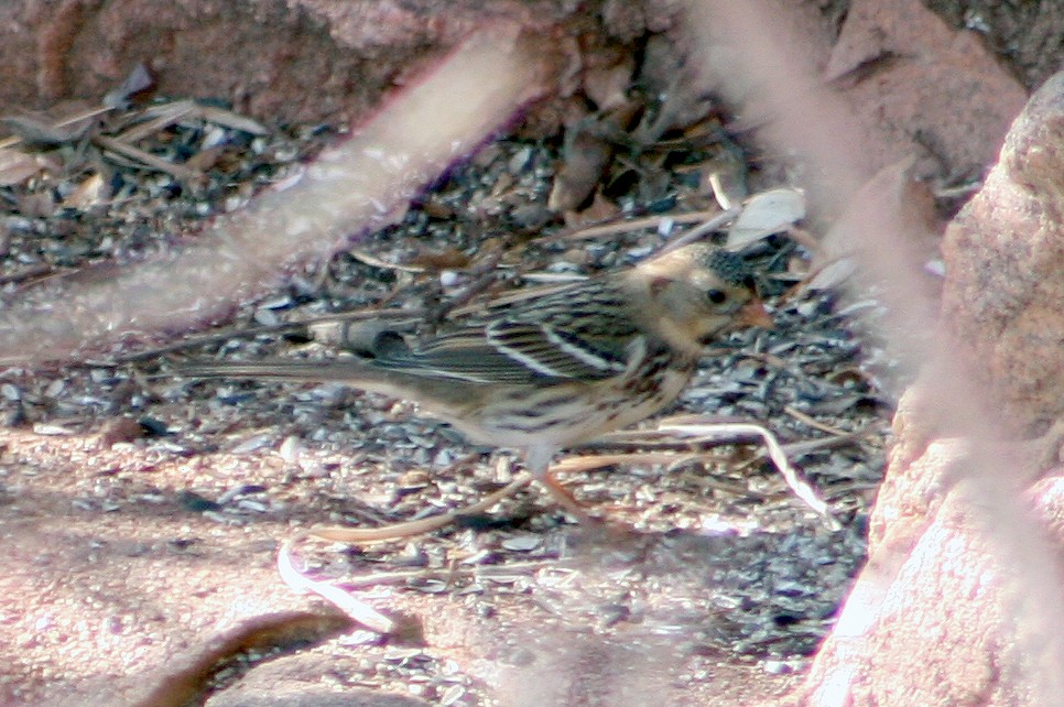Harris's Sparrow - ML405464391