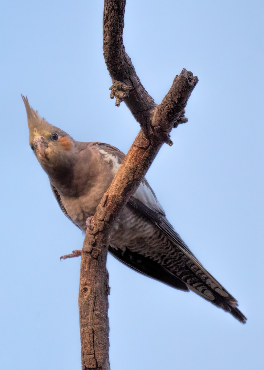 Cockatiel - ML405465761