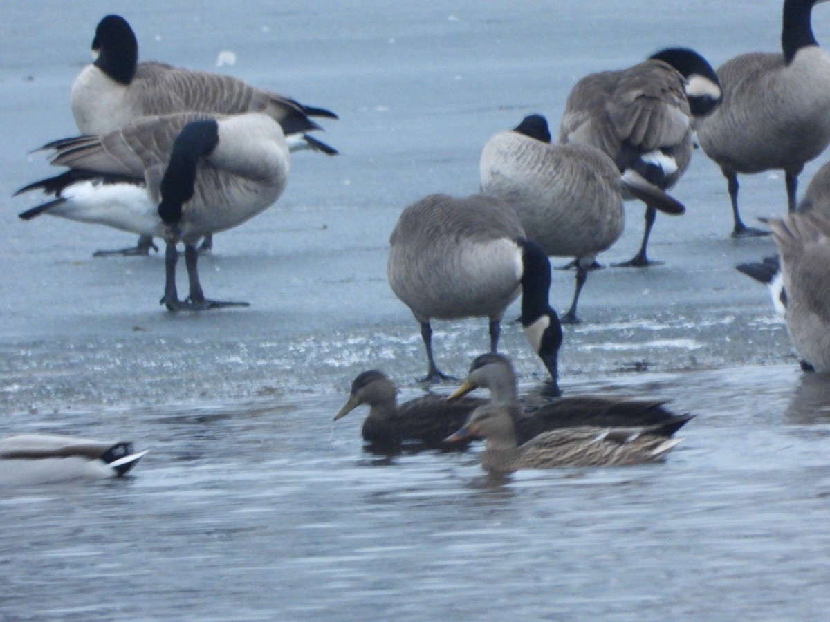 American Black Duck - ML405467011