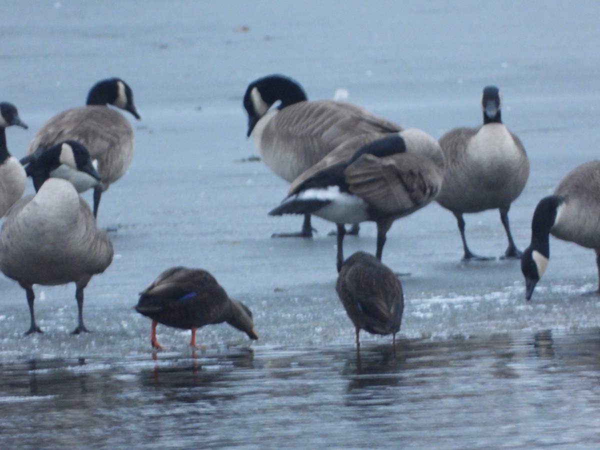 American Black Duck - ML405467191