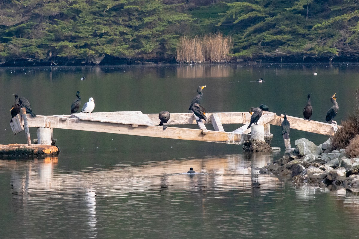 Double-crested Cormorant - Caleb Harada