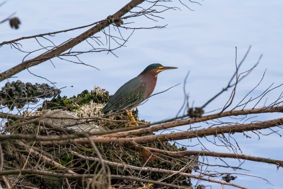 Green Heron - Caleb Harada