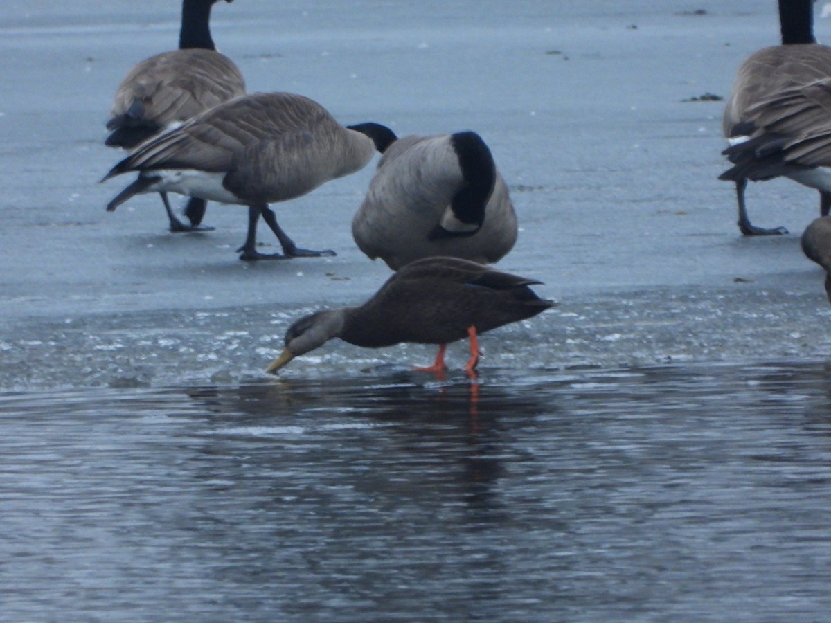American Black Duck - ML405467581