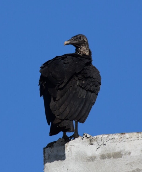 Black Vulture - ML40546801