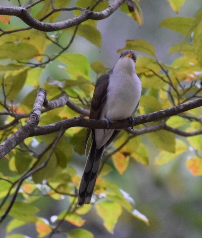 Yellow-billed Cuckoo - ML40546821