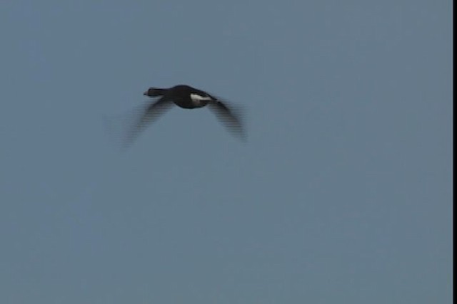 Greater White-fronted Goose - ML405469