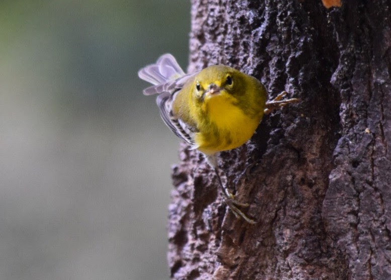 Pine Warbler - ML40546921
