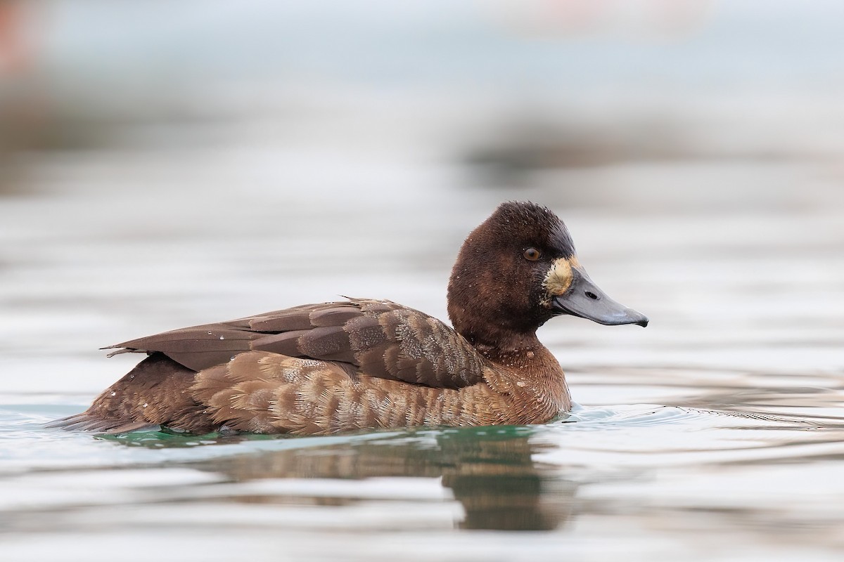 Lesser Scaup - ML405469241