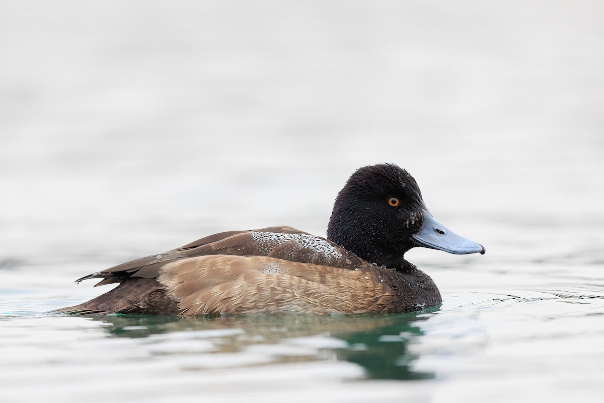 Lesser Scaup - ML405469251