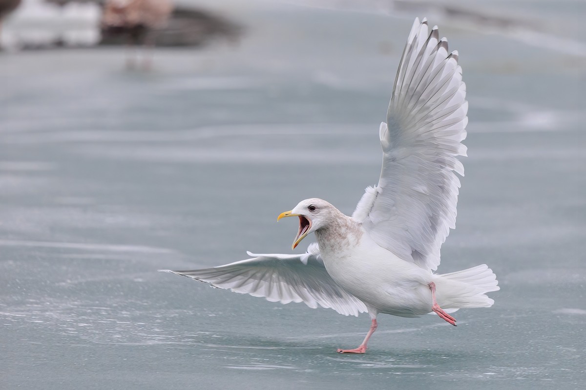 Iceland Gull - Brian Stahls