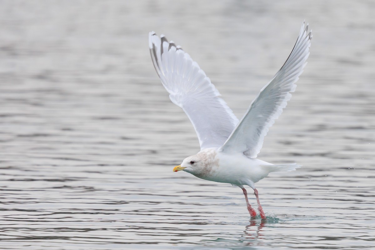 Iceland Gull - ML405469651