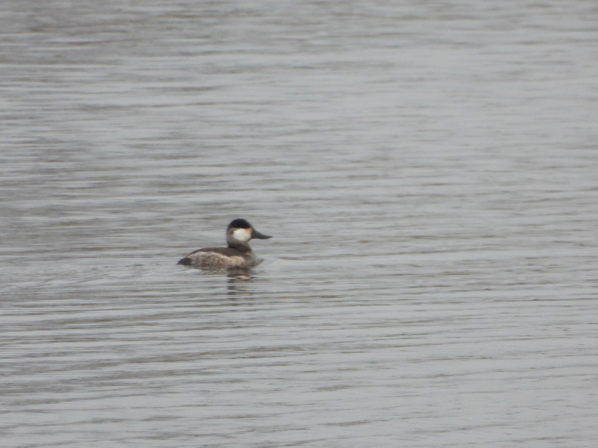 Ruddy Duck - ML405472581