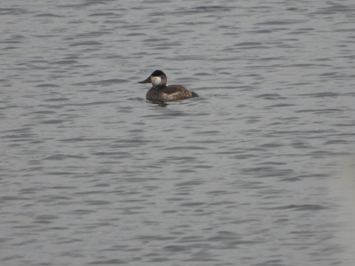 Ruddy Duck - ML405472741