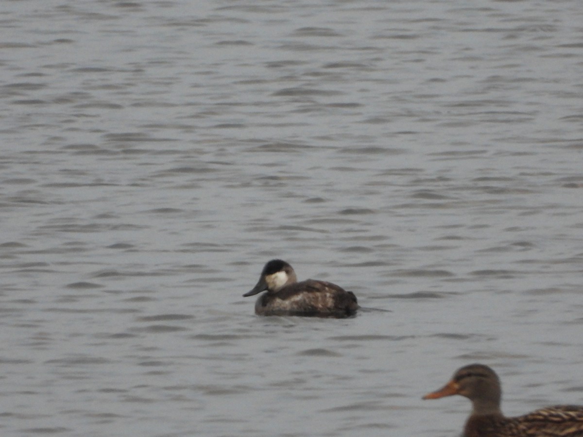 Ruddy Duck - ML405472961