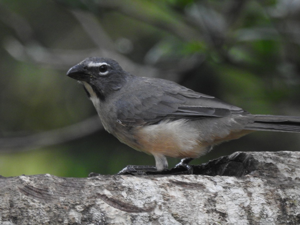 Olive-gray Saltator - Juan Mauricio Alvarez Castaño