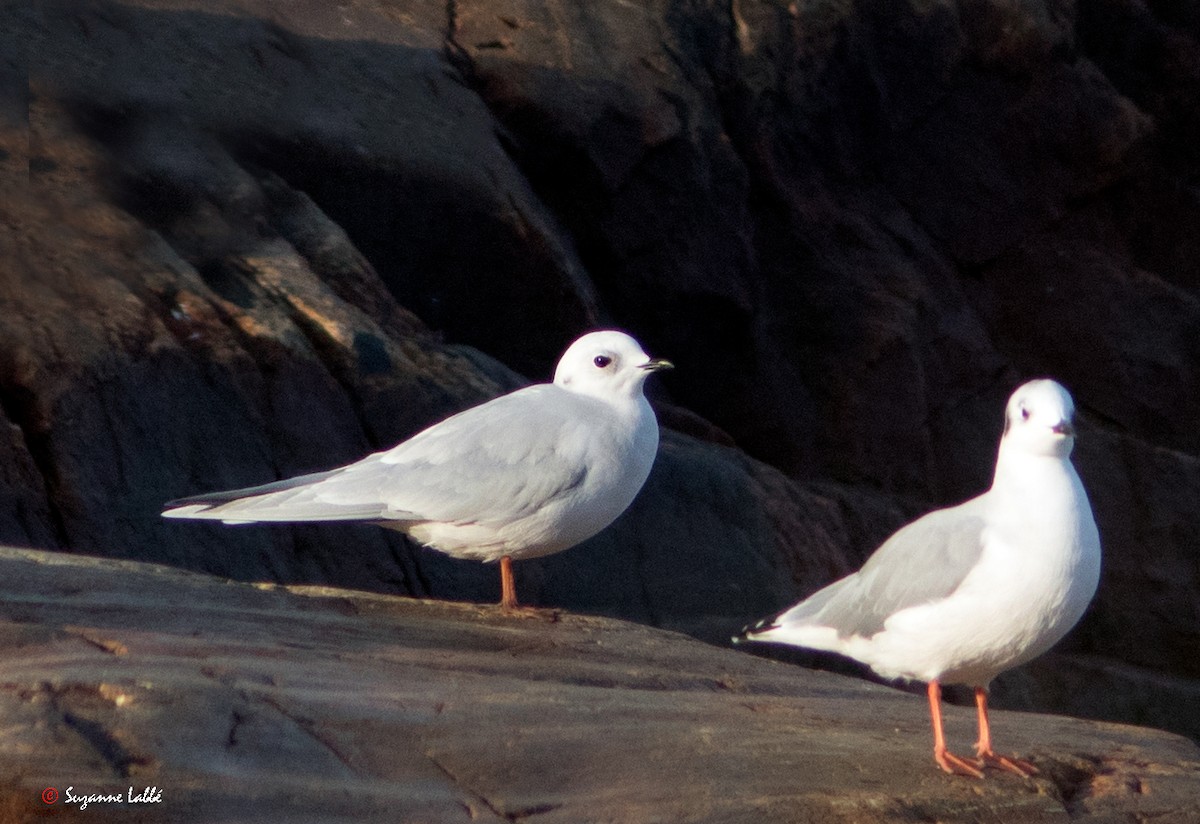 Ross's Gull - ML40547561