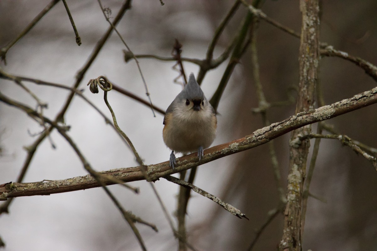 Tufted Titmouse - Jim Sweany
