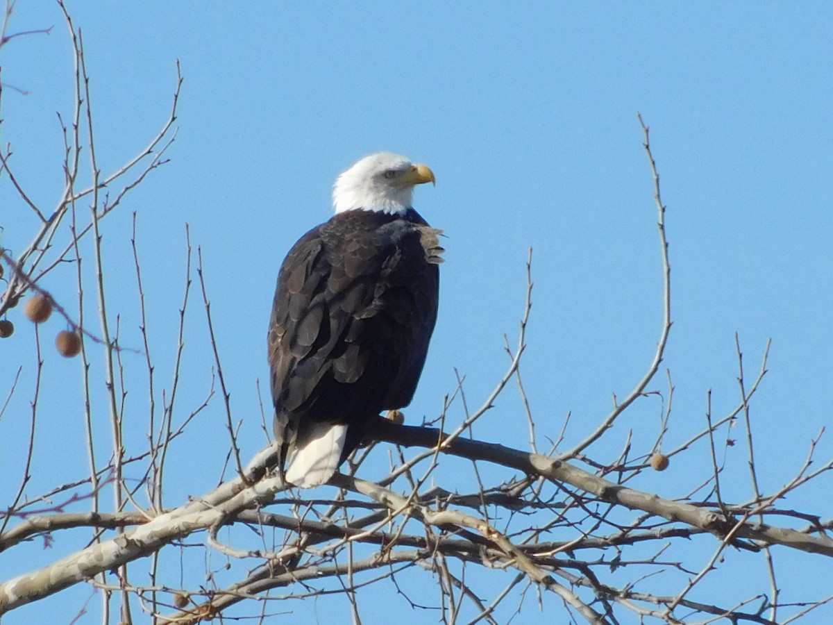 Bald Eagle - ML405475691