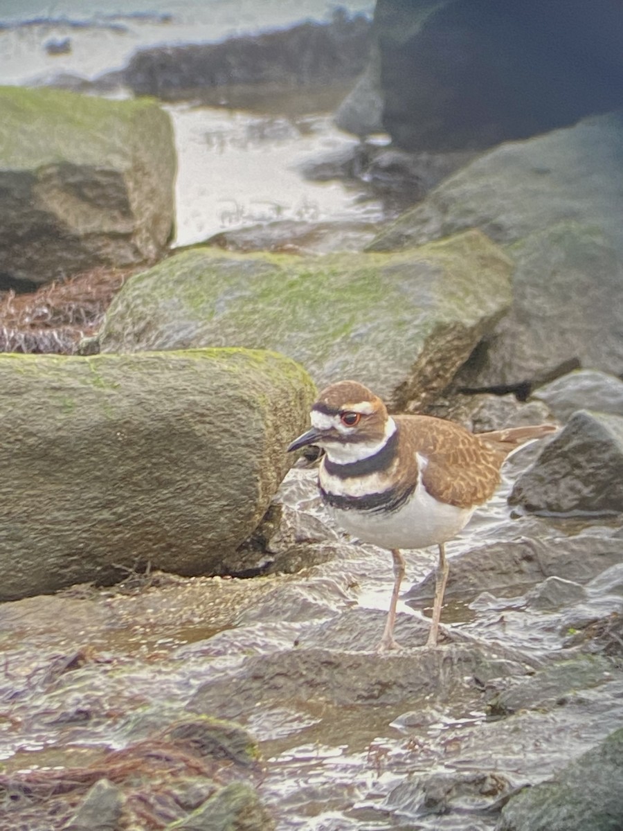 Killdeer - ML405476141