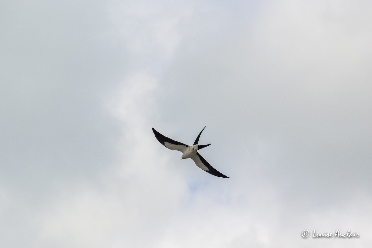 Swallow-tailed Kite - Louise Auclair