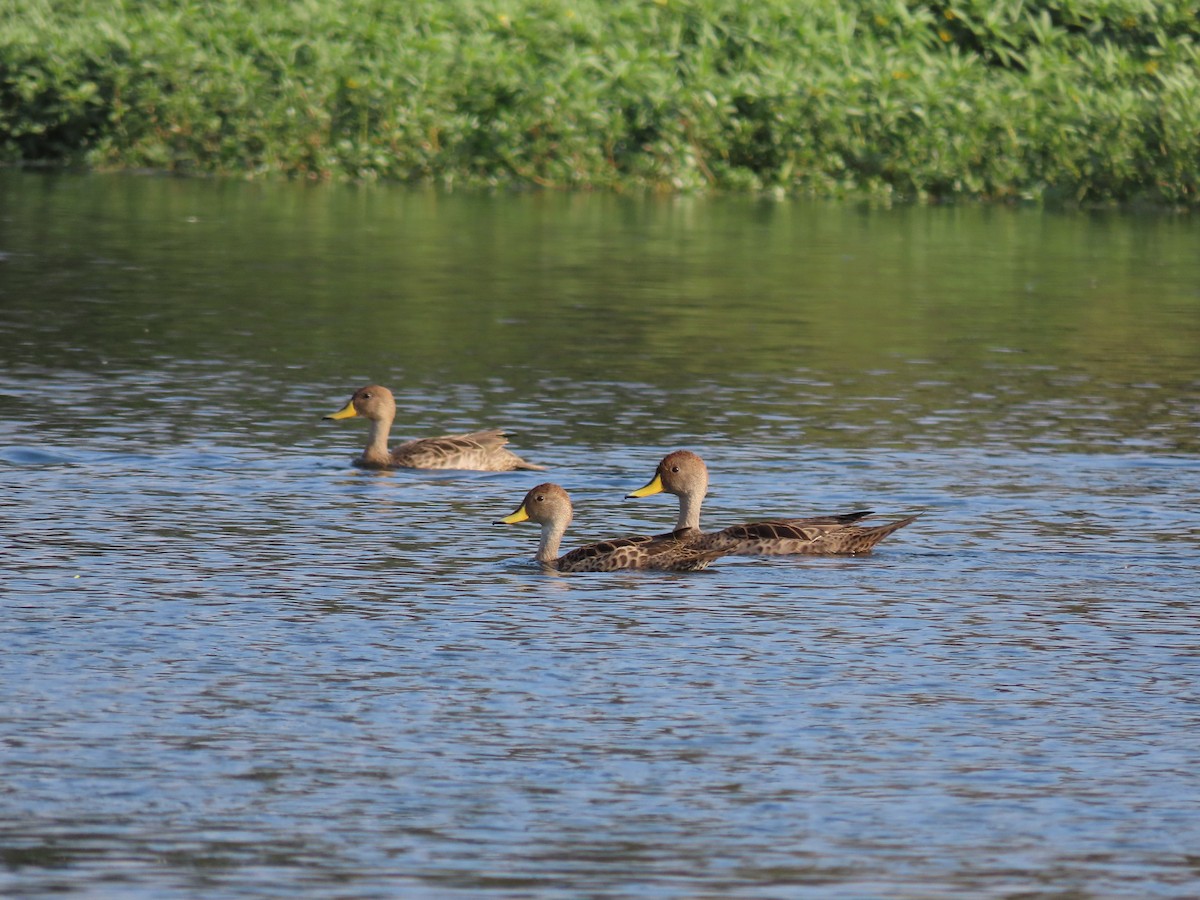 Yellow-billed Pintail - ML405476981