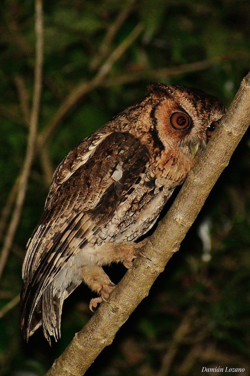 Long-tufted Screech-Owl - ML405477901
