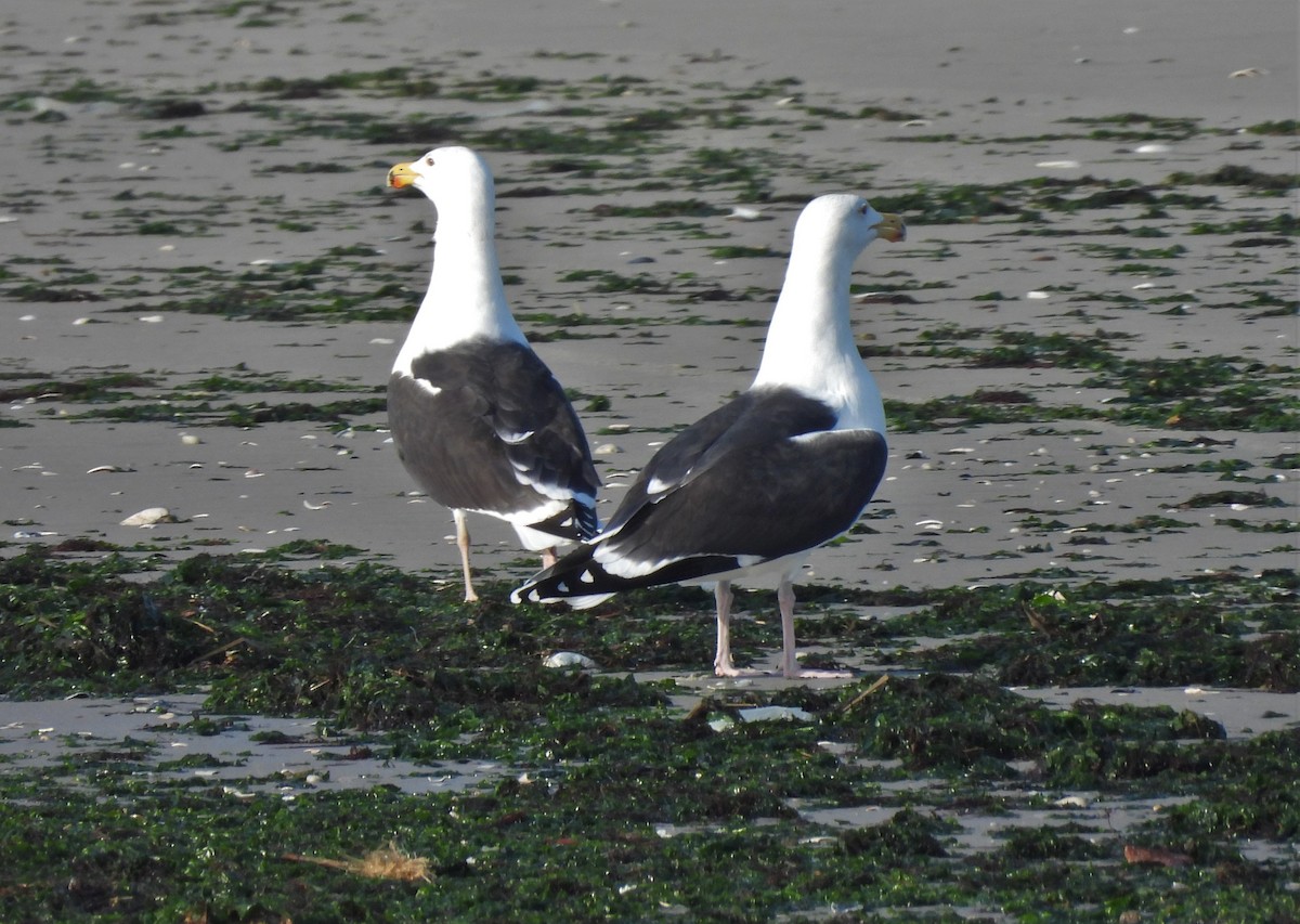 Great Black-backed Gull - ML405478571
