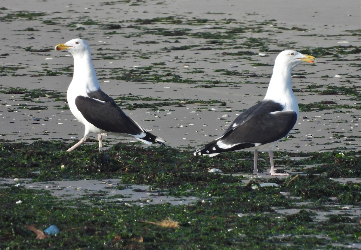 Great Black-backed Gull - ML405478581