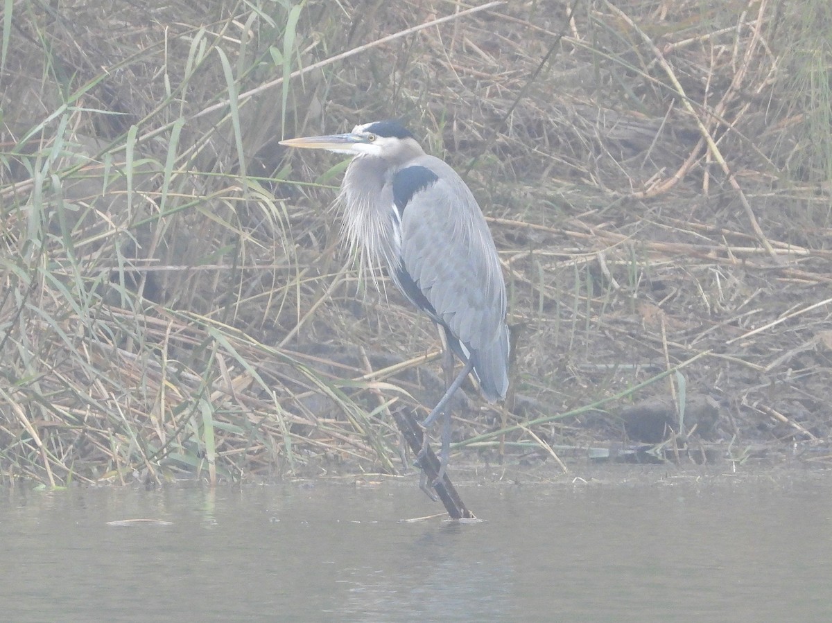 Garza Azulada - ML405479951