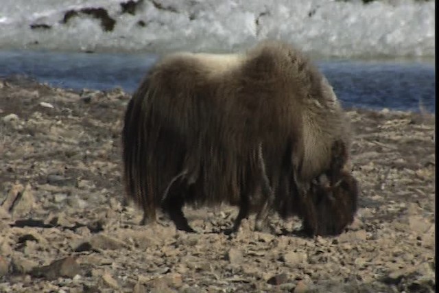 muskox - ML405480