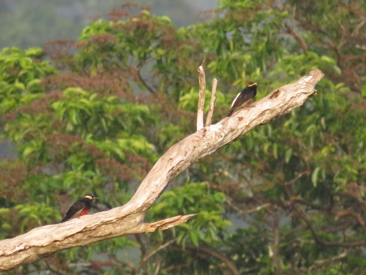 Yellow-tufted Woodpecker - ML405482981