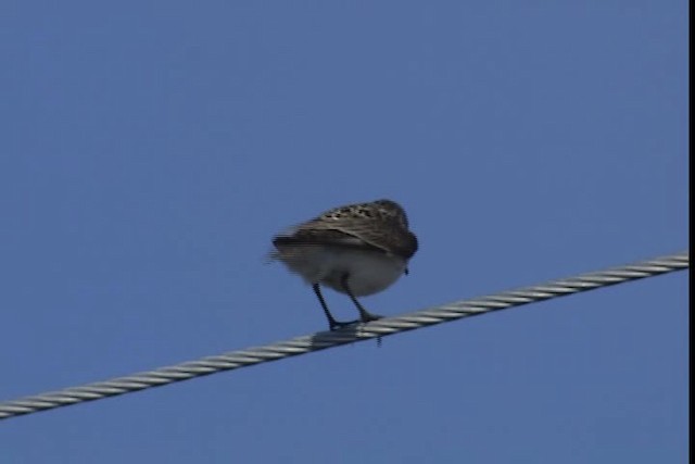 Semipalmated Sandpiper - ML405483