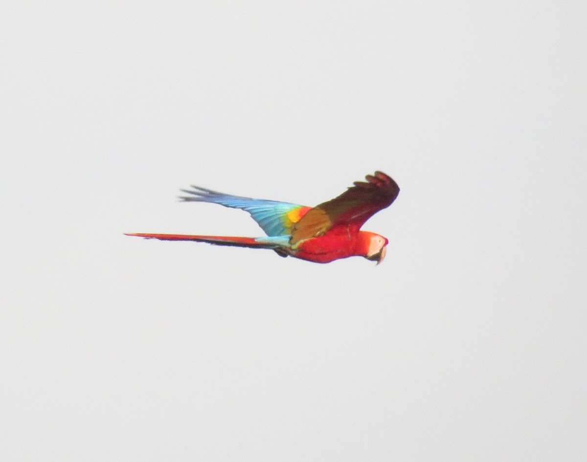 Scarlet Macaw - ML405483291