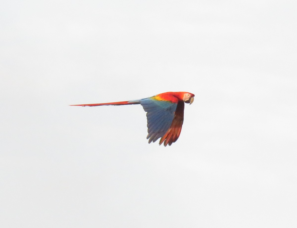 Scarlet Macaw - ML405483521