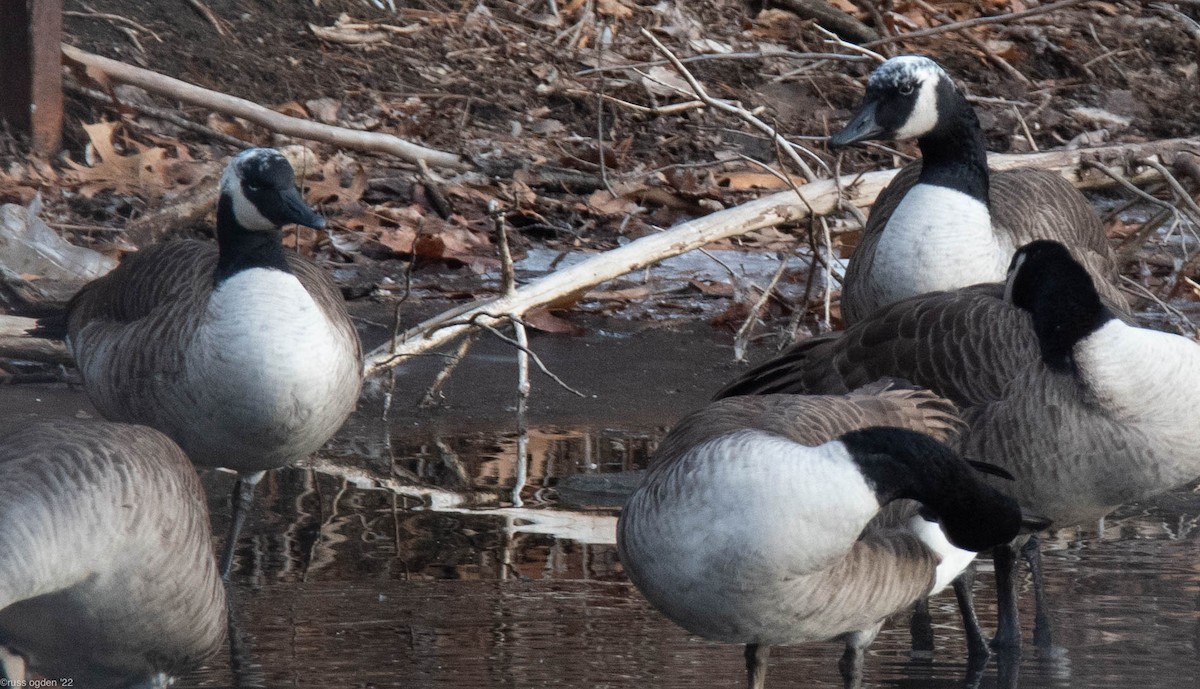 Canada Goose - russ ogden