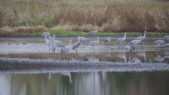 Sandhill Crane - ML405487811