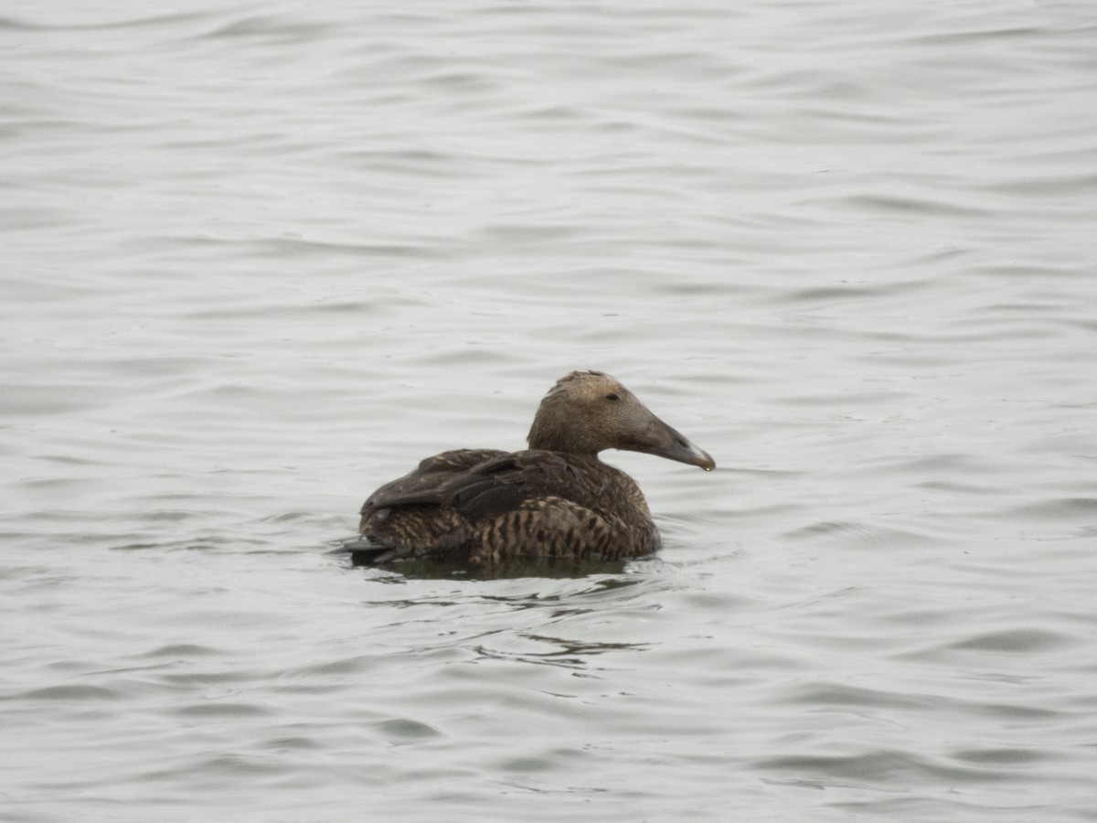 Common Eider - Jack Lefor