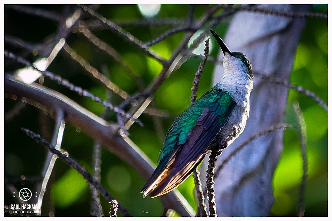 Hispaniolan Mango - ML405488851