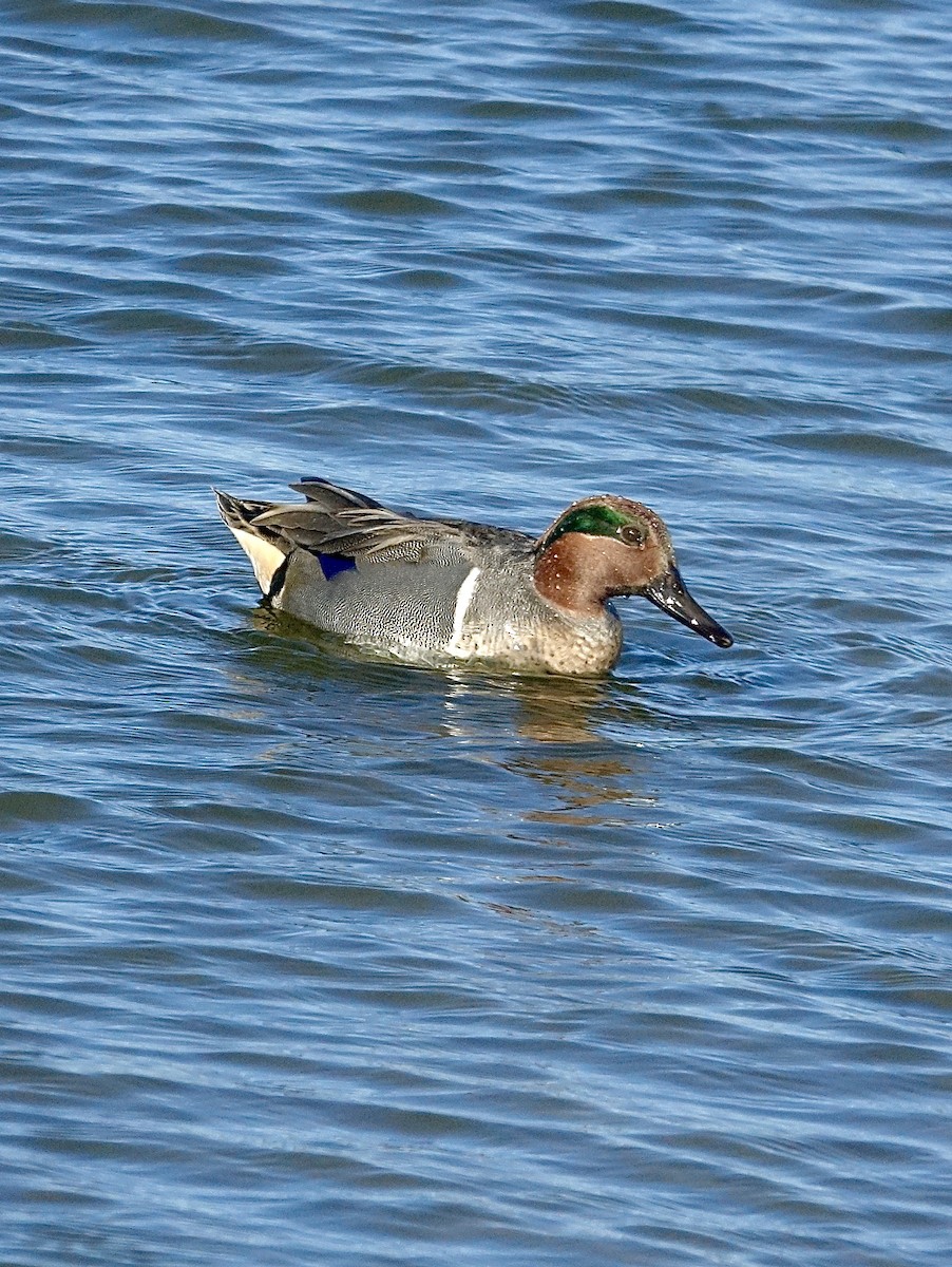 Green-winged Teal - ML405488871