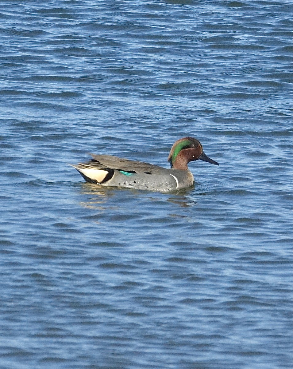 Green-winged Teal - ML405488901