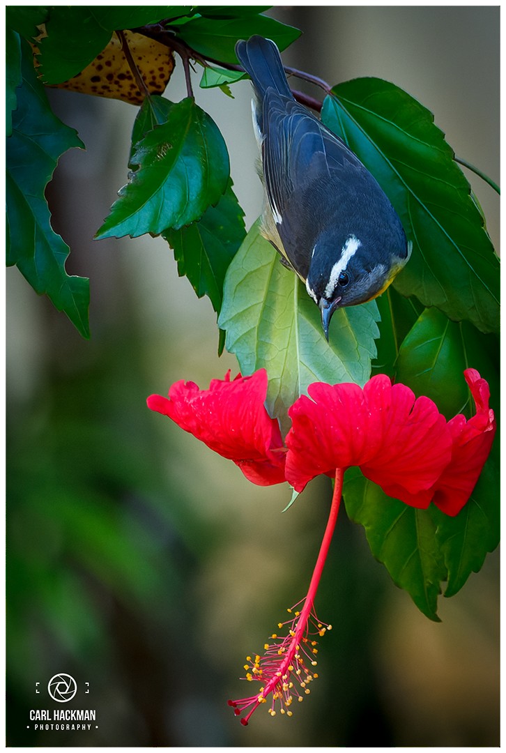 Bananaquit - ML405489151