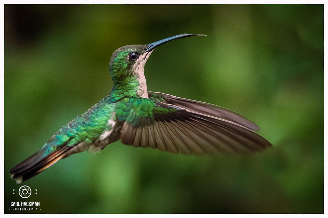 Hispaniolan Mango - ML405489411