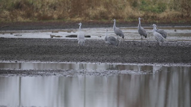 カナダヅル - ML405489811