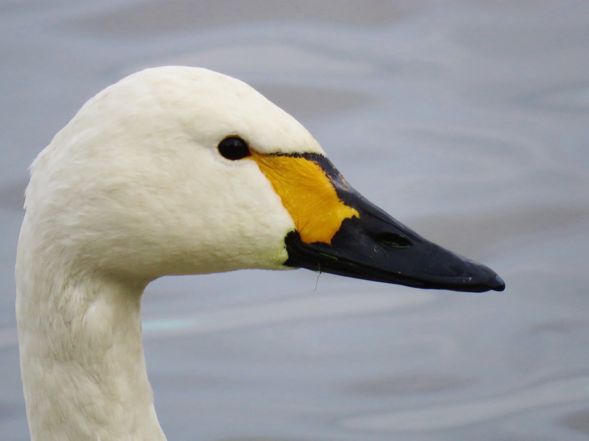 Tundra Swan (Bewick's) - Thomas Gibson