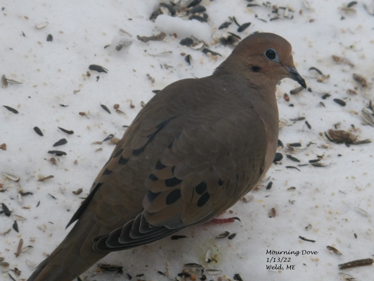 Mourning Dove - Karen Williams