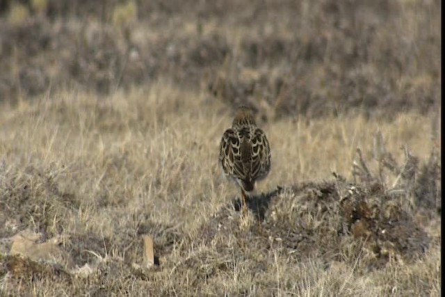 Buff-breasted Sandpiper - ML405491