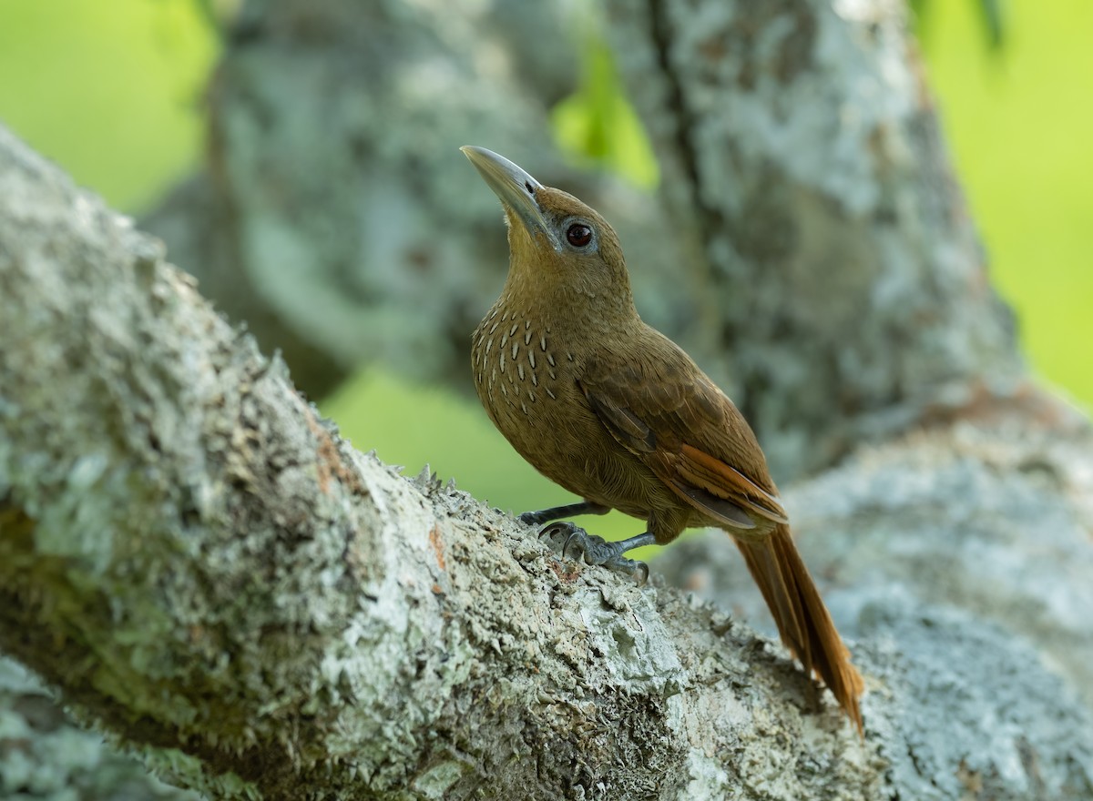 Cinnamon-throated Woodcreeper - Alex Luna